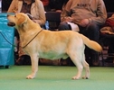 marmaduke maximus at cornlands